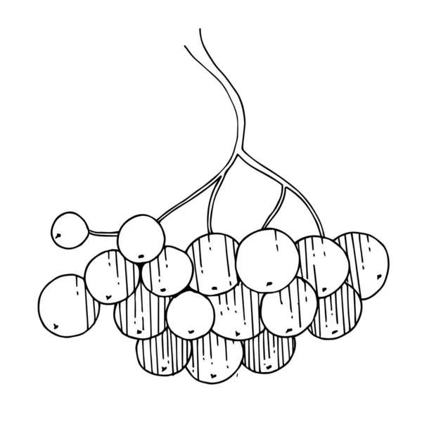 Meyveli ve yapraklı Vektör Sorbus şubesi. Siyah beyaz işlemeli mürekkep sanatı. İzole edilmiş Rowan illüstrasyon elementi. — Stok Vektör