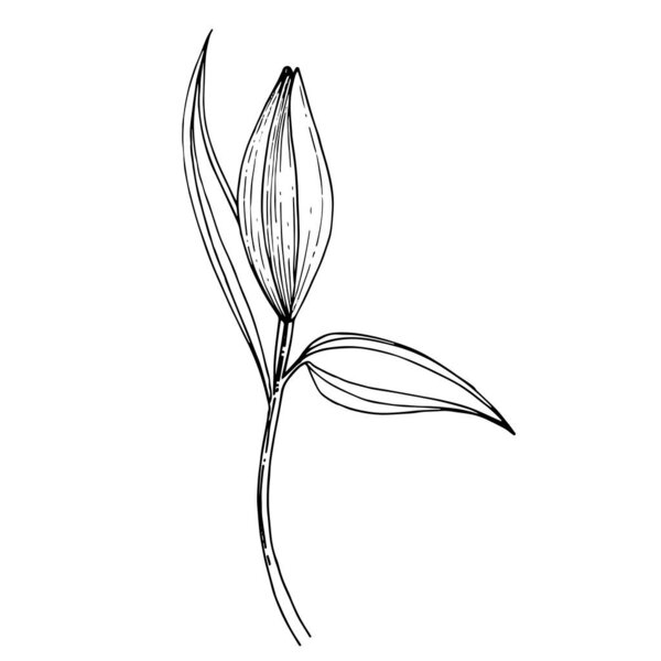 Vector Lily floral botanical flower. Black and white engraved ink art. Isolated lilium illustration element.