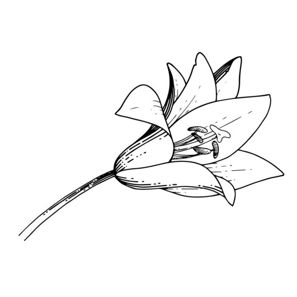 Векторный цветочный ботанический цветок Лили. Черно-белый рисунок чернил. Изолированный элемент иллюстрации лилия
.