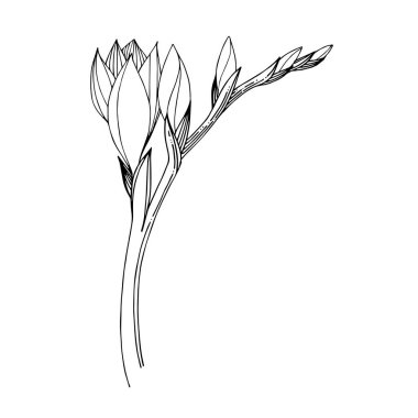 Vektör Freesia çiçekli botanik çiçeği. Siyah beyaz işlemeli mürekkep sanatı. İzole edilmiş frezya illüstrasyon ögesi.