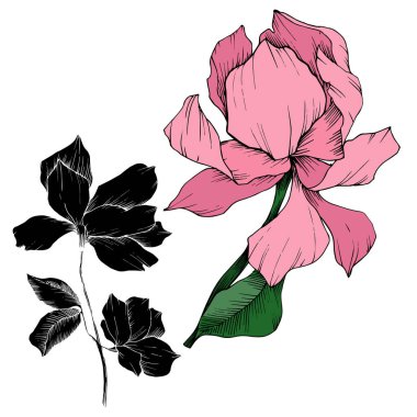 Vektör Magnolia çiçek botanik çiçekleri. Siyah beyaz işlemeli mürekkep sanatı. İzole edilmiş manolya illüstrasyon ögesi.