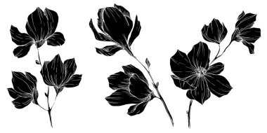 Vektör Magnolia çiçek botanik çiçekleri. Siyah beyaz işlemeli mürekkep sanatı. İzole edilmiş manolya illüstrasyon ögesi.