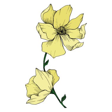 Vektör Magnolia çiçek botanik çiçekleri. Siyah beyaz işlemeli mürekkep sanatı. İzole edilmiş manolya illüstrasyon ögesi.