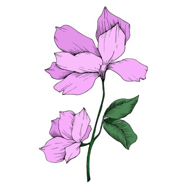 Vektör Magnolia çiçek botanik çiçekleri. Siyah beyaz işlemeli mürekkep sanatı. İzole edilmiş manolya illüstrasyon ögesi.