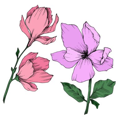 Vektör Magnolia çiçek botanik çiçekleri. Siyah beyaz işlemeli mürekkep sanatı. İzole edilmiş manolya illüstrasyon ögesi.