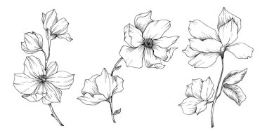 Vektör Magnolia çiçek botanik çiçekleri. Siyah beyaz işlemeli mürekkep sanatı. İzole edilmiş manolya illüstrasyon ögesi.