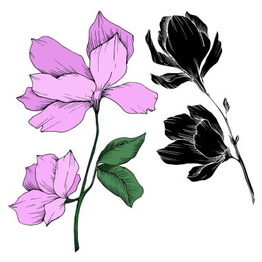 Vektör Magnolia çiçek botanik çiçekleri. Siyah beyaz işlemeli mürekkep sanatı. İzole edilmiş manolya illüstrasyon ögesi.