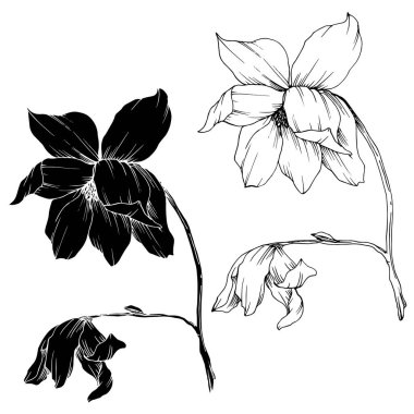 Vektör Magnolia çiçek botanik çiçekleri. Siyah beyaz işlemeli mürekkep sanatı. İzole edilmiş manolya illüstrasyon ögesi.