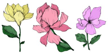 Vektör Magnolia çiçek botanik çiçekleri. Siyah beyaz işlemeli mürekkep sanatı. İzole edilmiş manolya illüstrasyon ögesi.