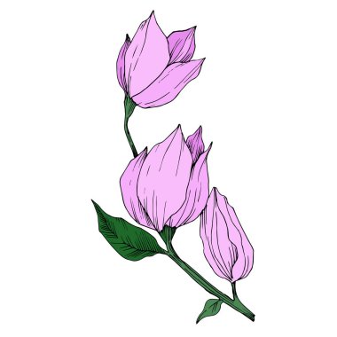 Vektör Magnolia çiçek botanik çiçekleri. Siyah beyaz işlemeli mürekkep sanatı. İzole edilmiş manolya illüstrasyon ögesi.