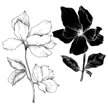 Vektör Magnolia çiçek botanik çiçekleri. Siyah beyaz işlemeli mürekkep sanatı. İzole edilmiş manolya illüstrasyon ögesi.
