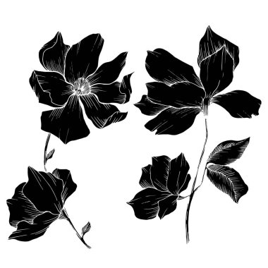 Vektör Magnolia çiçek botanik çiçekleri. Siyah beyaz işlemeli mürekkep sanatı. İzole edilmiş manolya illüstrasyon ögesi.