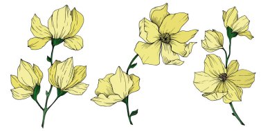 Vektör Magnolia çiçek botanik çiçekleri. Siyah beyaz işlemeli mürekkep sanatı. İzole edilmiş manolya illüstrasyon ögesi.