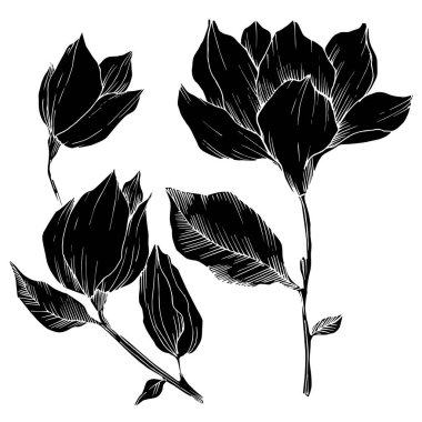 Vektör Magnolia çiçek botanik çiçekleri. Siyah beyaz işlemeli mürekkep sanatı. İzole edilmiş manolya illüstrasyon ögesi.