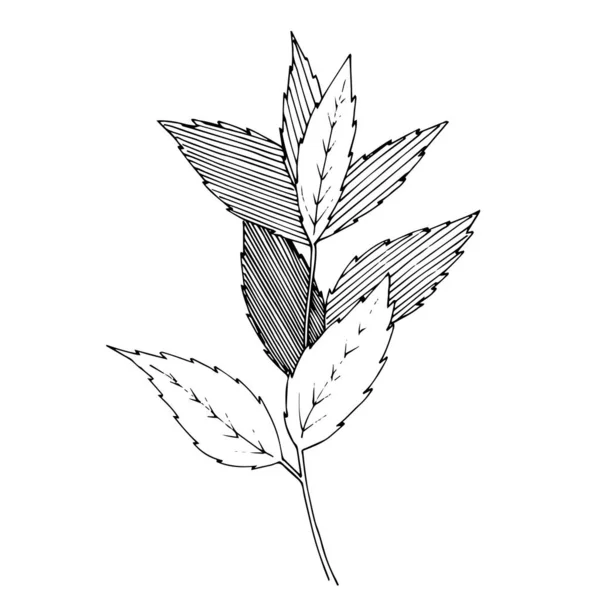 Vector Herbal folhagem floral. Tinta gravada a preto e branco. Elemento isolado de ilustração à base de plantas . — Vetor de Stock