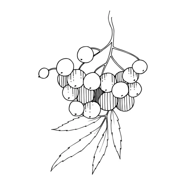 Vector Sorbus ramo com baga e folhas. Tinta gravada a preto e branco. Elemento de ilustração isolado de Rowan . —  Vetores de Stock