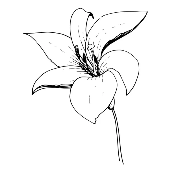 Vector Lily flor botânica floral. Tinta gravada a preto e branco. Elemento de ilustração de lílio isolado . — Vetor de Stock