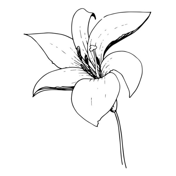 Векторный цветочный ботанический цветок Лили. Черно-белый рисунок чернил. Изолированный элемент иллюстрации лилия
.