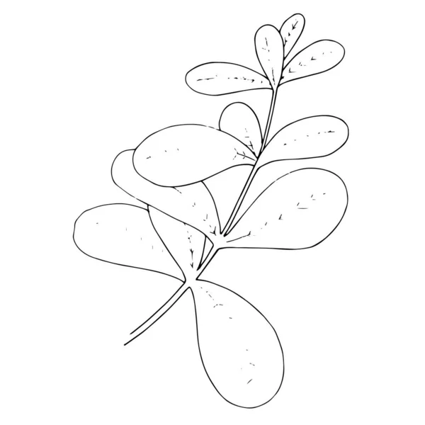 Векторные травяные цветочные листья. Черно-белый рисунок чернил. Изолированный травяной иллюстрационный элемент . — стоковый вектор