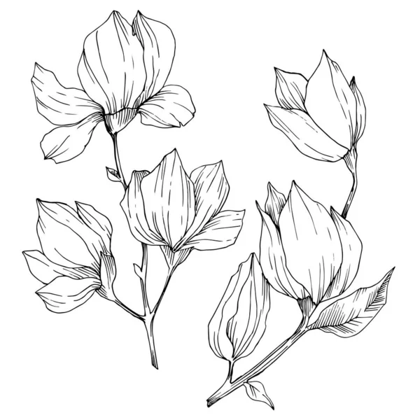 Vektormagnolie mit botanischen Blüten. Schwarz-weiß gestochene Tuschekunst. isolierte Magnolie Illustrationselement. — Stockvektor