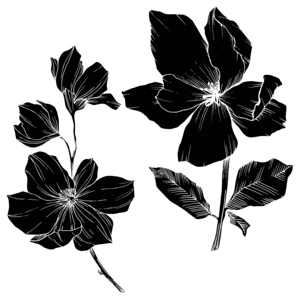 Vector Magnolia flores botânicas florais. Tinta gravada a preto e branco. Elemento de ilustração de magnólia isolada . — Vetor de Stock