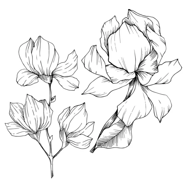 Vektor Magnolia bunga botani. Seni tinta berukiran hitam dan putih. Unsur ilustrasi magnolia yang terisolasi . - Stok Vektor