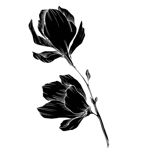 Vector Magnolia floral botanical flowers. Black and white engraved ink art. Isolated magnolia illustration element. — Stock Vector