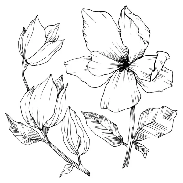 Vector Magnolia floral botanical flowers. Black and white engraved ink art. Isolated magnolia illustration element. — ストックベクタ