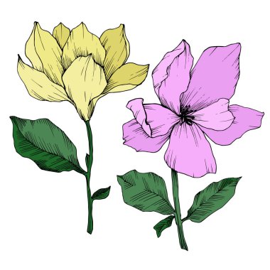 Vektör Magnolia çiçek botanik çiçekleri. Siyah beyaz işlemeli mürekkep sanatı. İzole edilmiş manolya illüstrasyon ögesi.