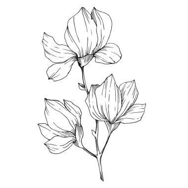 Vektör Magnolia çiçek botanik çiçekleri. Siyah beyaz işlemeli mürekkep sanatı. İzole edilmiş manolya illüstrasyon ögesi.