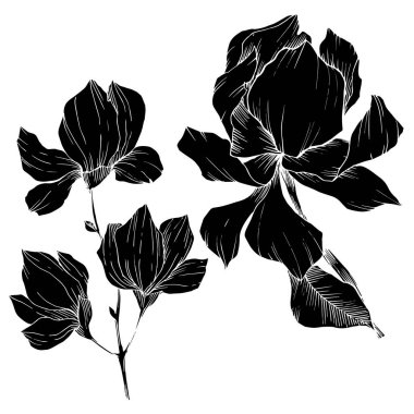Vektör Magnolia çiçek botanik çiçekleri. Siyah beyaz işlemeli mürekkep sanatı. İzole edilmiş manolya illüstrasyon ögesi.