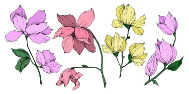 Vektör Magnolia çiçek botanik çiçekleri. Siyah beyaz işlemeli mürekkep sanatı. İzole edilmiş manolya illüstrasyon ögesi.