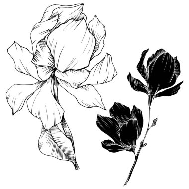 Vektör Magnolia çiçek botanik çiçekleri. Siyah beyaz işlemeli mürekkep sanatı. İzole edilmiş manolya illüstrasyon ögesi.