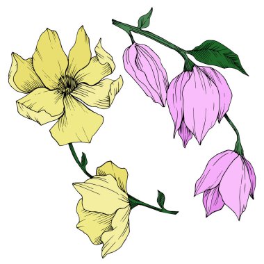 Vektör Magnolia çiçek botanik çiçekleri. Siyah beyaz işlemeli mürekkep sanatı. İzole edilmiş manolya illüstrasyon ögesi.