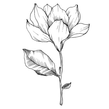 Vektör Magnolia çiçek botanik çiçekleri. Siyah beyaz işlemeli mürekkep sanatı. İzole edilmiş manolya illüstrasyon ögesi.