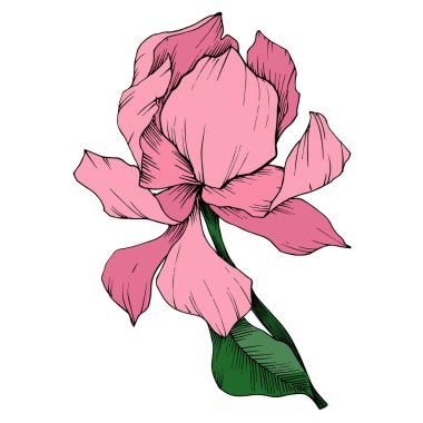 Vektör Magnolia çiçek botanik çiçekleri. Siyah beyaz işlemeli mürekkep sanatı. İzole edilmiş manolya illüstrasyon ögesi.