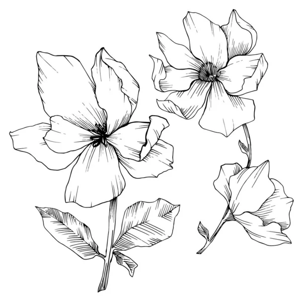 Vector Magnolia bloemen botanische bloemen. Zwart-wit gegraveerde inktkunst. Geïsoleerde magnolia illustratie-element. — Stockvector