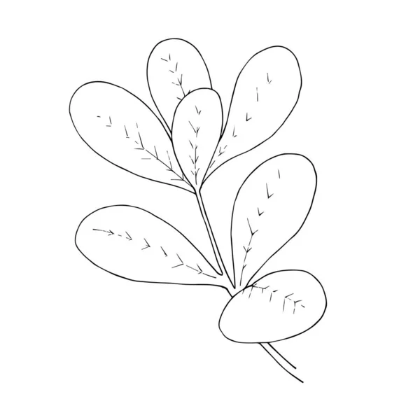 Vektorpflanzliches Blütenblatt. Schwarz-weiß gestochene Tuschekunst. isolierte pflanzliche Illustrationselement. — Stockvektor