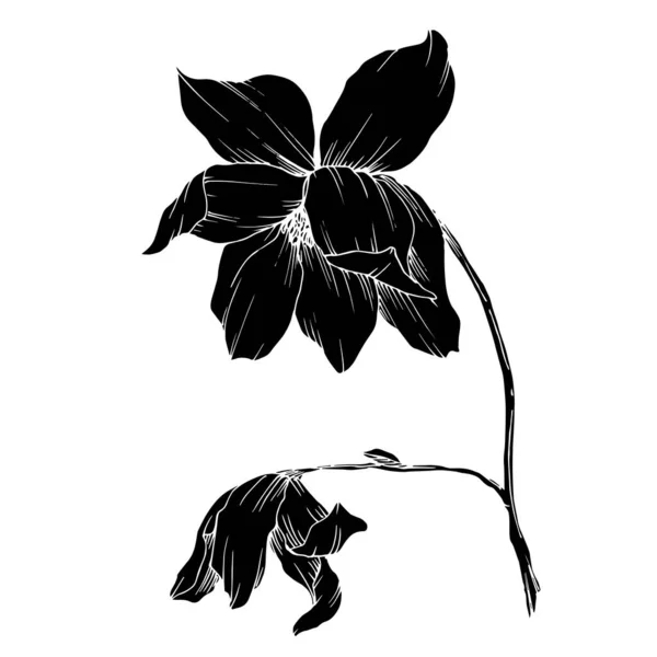 Vektör Magnolia çiçek botanik çiçekleri. Siyah beyaz işlemeli mürekkep sanatı. İzole edilmiş manolya illüstrasyon ögesi. — Stok Vektör