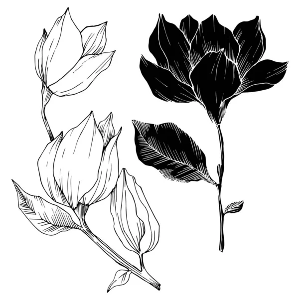 Vektor Magnolia květinové botanické květiny. Černobílý rytý inkoust. Izolovaný magnóliový ilustrační prvek. — Stockový vektor