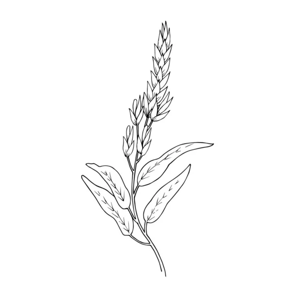 Векторные травяные цветочные листья. Черно-белый рисунок чернил. Изолированный травяной иллюстрационный элемент . — стоковый вектор