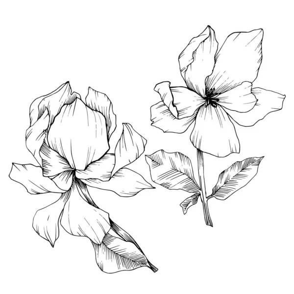 Vector Magnolia flores botánicas florales. Tinta grabada en blanco y negro. Elemento ilustrativo de magnolia aislada . — Archivo Imágenes Vectoriales