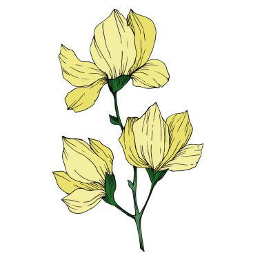 Vektör Magnolia çiçek botanik çiçekleri. Siyah beyaz işlemeli mürekkep sanatı. İzole edilmiş manolya illüstrasyon ögesi.