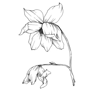 Vektör Magnolia çiçek botanik çiçekleri. Siyah beyaz işlemeli mürekkep sanatı. İzole edilmiş manolya illüstrasyon ögesi.