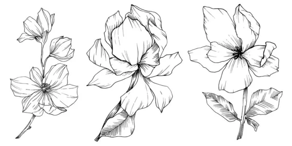 Vector Magnolia flores botánicas florales. Tinta grabada en blanco y negro. Elemento ilustrativo de magnolia aislada . — Archivo Imágenes Vectoriales