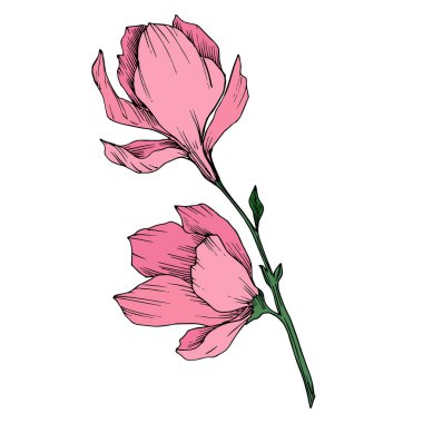 Vektör Magnolia çiçek botanik çiçekleri. Siyah beyaz işlemeli mürekkep sanatı. İzole edilmiş manolya illüstrasyon ögesi.