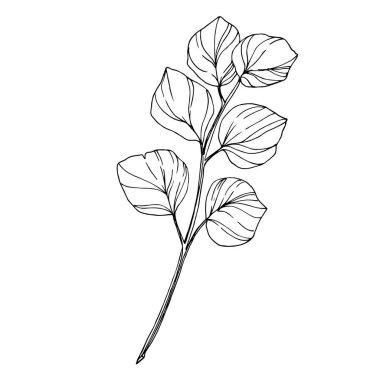Vektör okaliptüs ağacı yaprakları. Siyah beyaz işlemeli mürekkep sanatı. İzole edilmiş okaliptüs illüstrasyon ögesi.