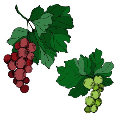 Vector Grape Berry sağlıklı yemek. Siyah beyaz işlemeli mürekkep sanatı. İzole edilmiş üzüm örnekleme elementi.