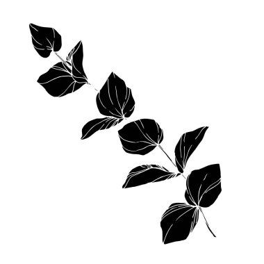 Vektör okaliptüs ağacı yaprakları. Siyah beyaz işlemeli mürekkep sanatı. İzole edilmiş okaliptüs illüstrasyon ögesi.