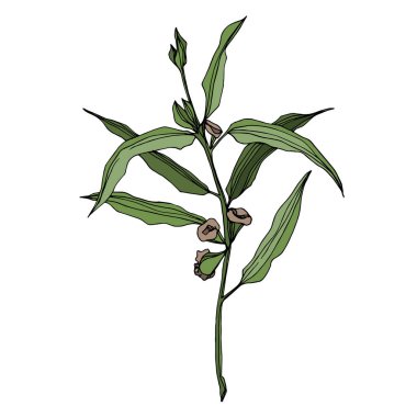 Vektör okaliptüs ağacı yaprakları. Siyah beyaz işlemeli mürekkep sanatı. İzole edilmiş okaliptüs illüstrasyon ögesi.